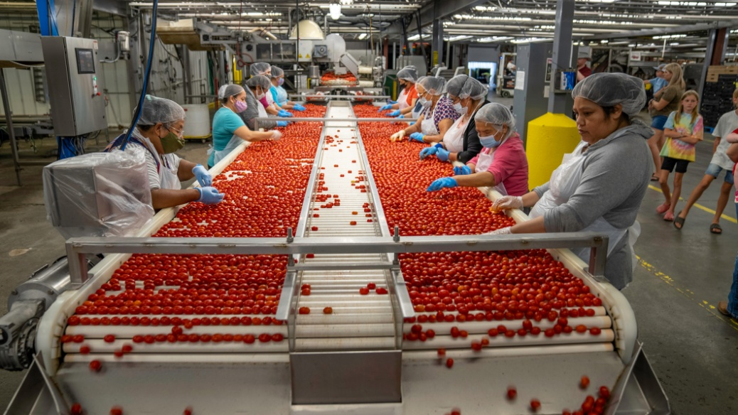 Employees sorting tomatoes on a conveyor belt.
